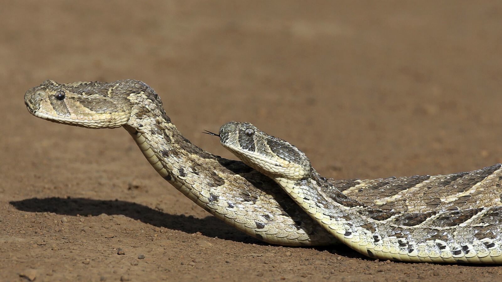 cheats/2015/09/08/experts-snakebite-venom-is-running-out/150908-anti-venom-running-out-cheat_pi79ob