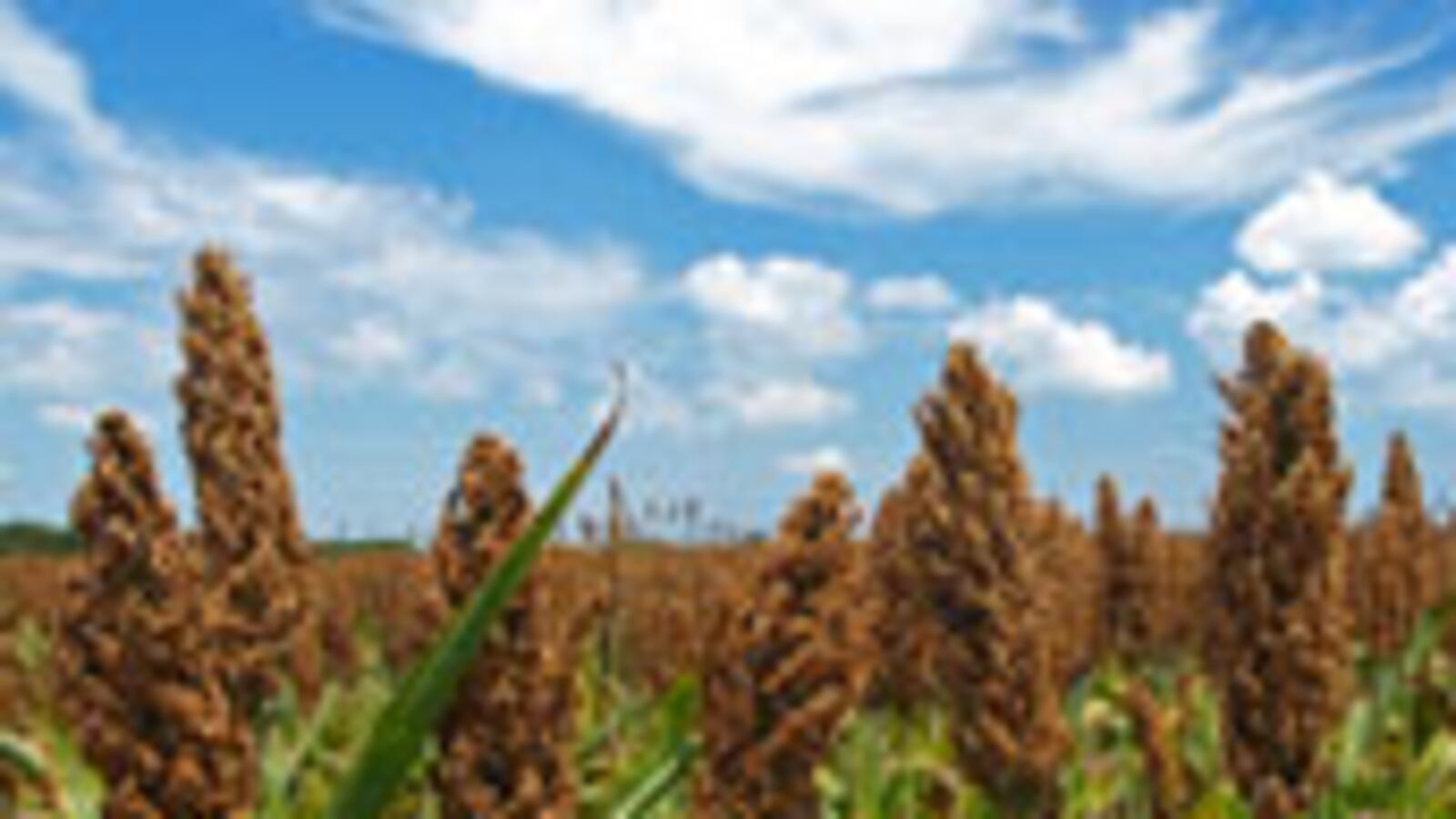 articles/2009/12/08/pancakes-new-topper/slate-sorghum_67984_nwqydr