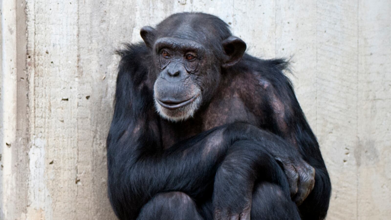 cheats/2012/07/12/runaway-chimps-captured/chimpanzee-vegas-cheat_j6wdmy