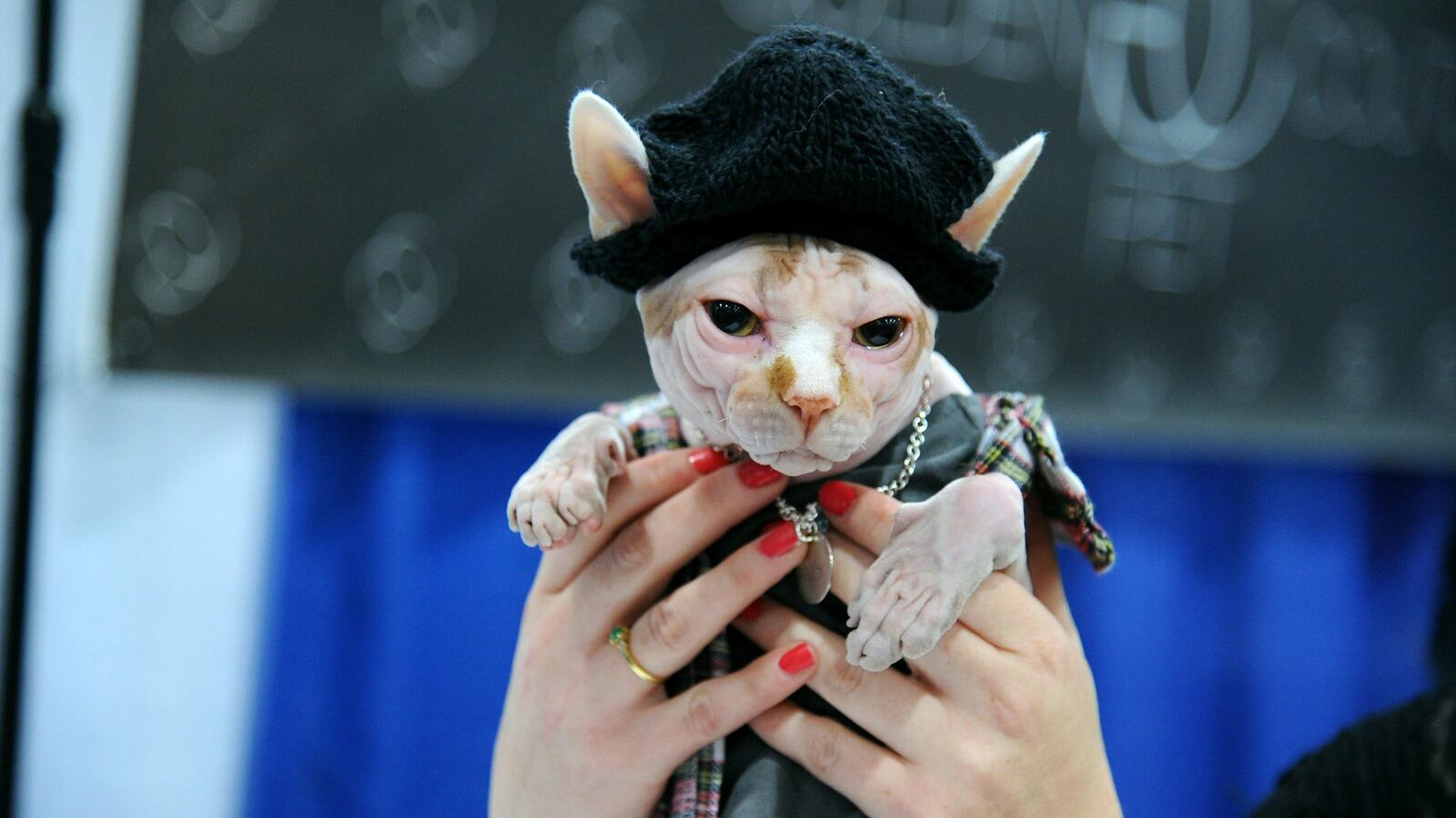 articles/2013/09/30/kitty-cature-fashion-show-an-amazing-dog-and-cat-fashion-show-happened-in-new-york-this-weekend/130929-dog-cat-fashion-tease_tswqzl