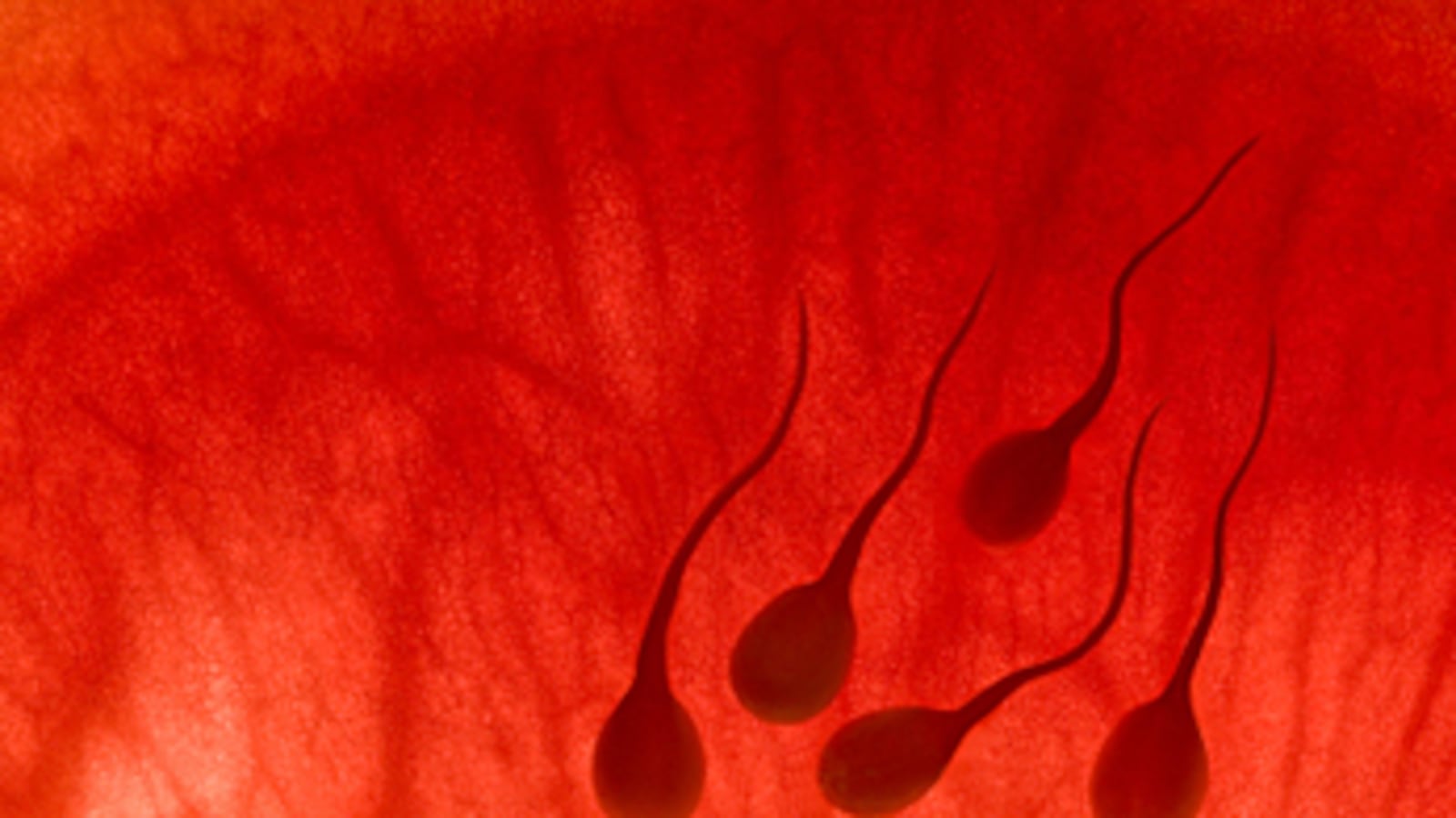 cheats/2011/03/24/scientists-grow-sperm-in-lab/sperm-cells_drqazv
