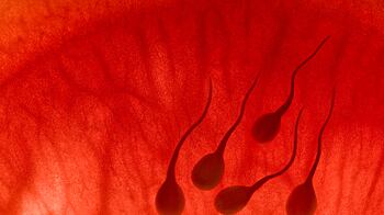 cheats/2011/03/24/scientists-grow-sperm-in-lab/sperm-cells_drqazv