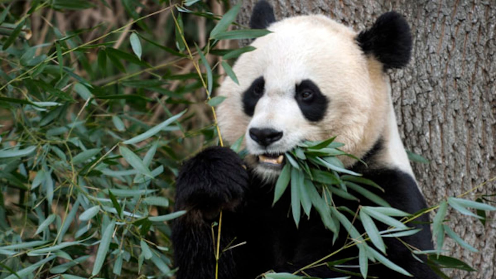 cheats/2013/03/30/national-zoo-artificially-inseminates-panda/national-zoo-baby-panda-cheat_jhcydk