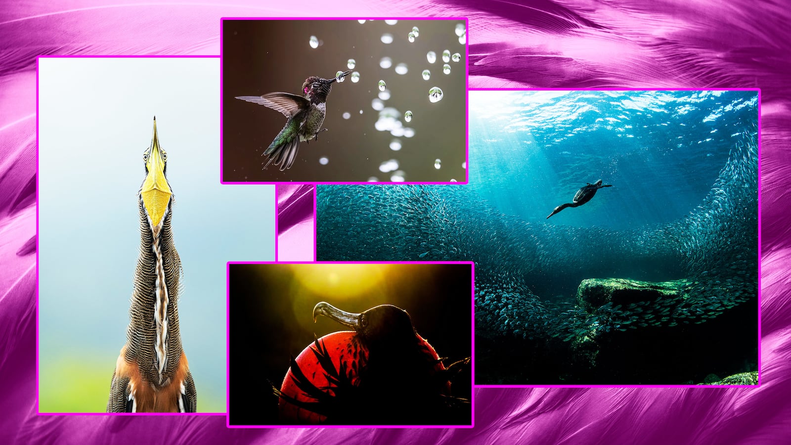 31-withrow-birding-tease_j10wxw