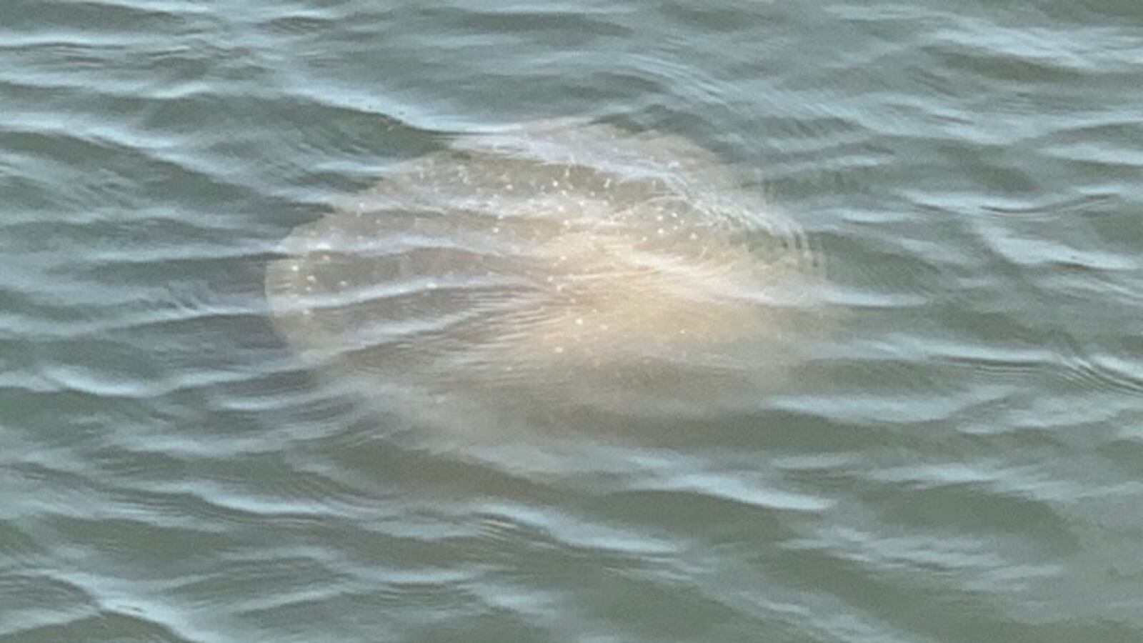 123779012_10159315222409095_8613962772588739484_n_fosjov