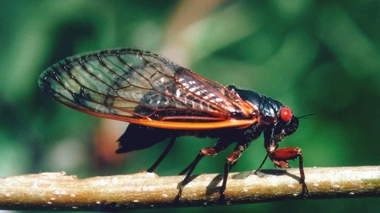 articles/2013/05/19/cicada-panic-1860-style/130519-cicada-dzieza-tease_wdilsf