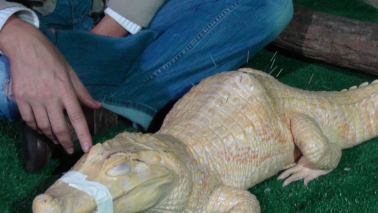 cheats/2013/08/31/albino-alligator-gets-acupuncture/130829-weird-cheat-sheet-gator_hpehrk