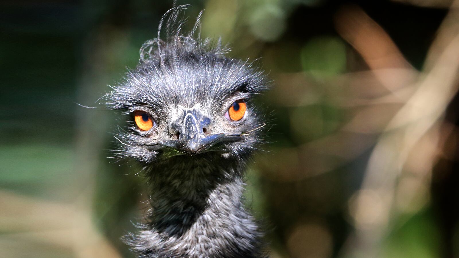 articles/2015/09/21/giant-flightless-bird-captured-in-nh/20150921-emunh-joiner_wrq1ud