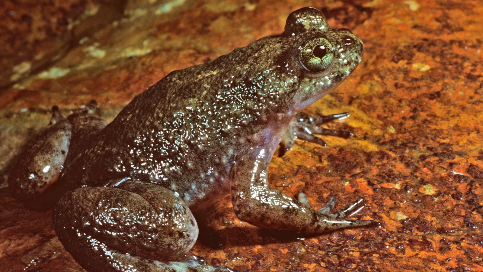 cheats/2013/03/19/extinct-animals-could-come-back/130319-extinct-brooding-frog-cheat_ap8uxm