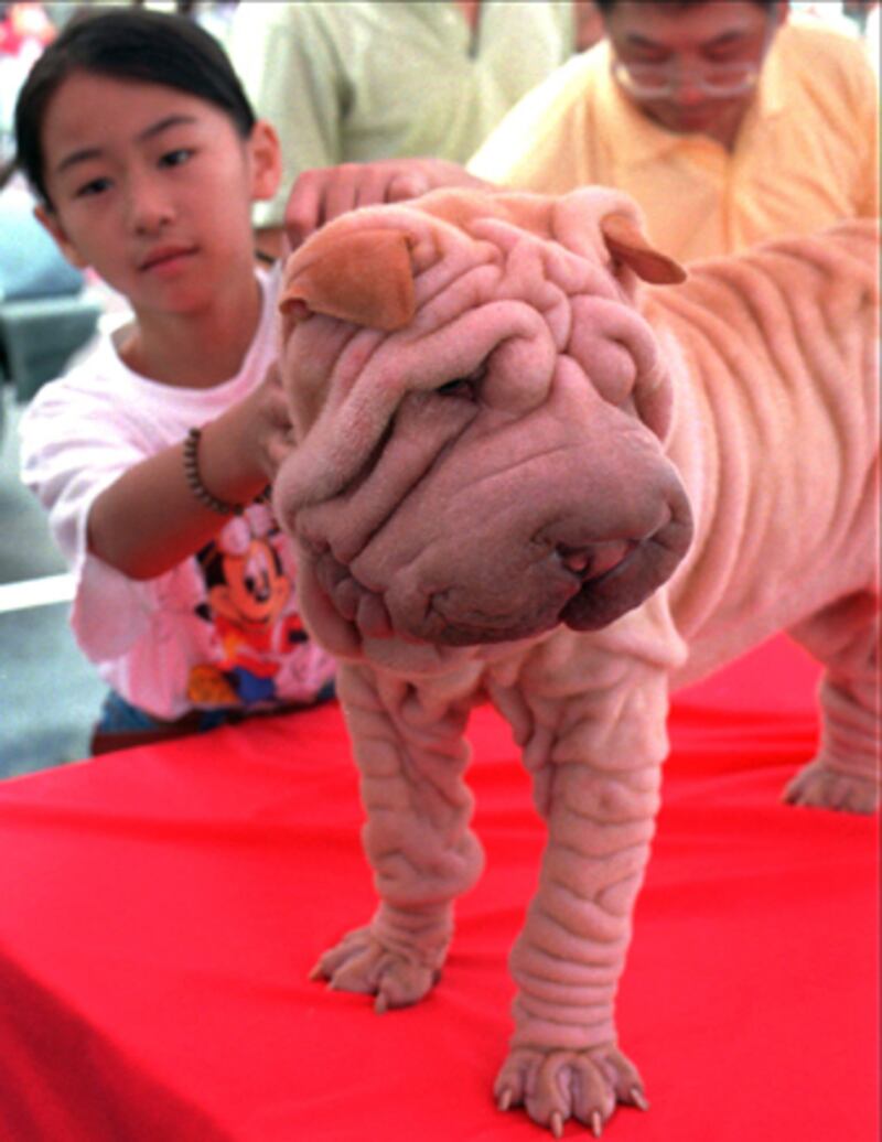 galleries/2010/10/29/dangerous-dogs/dangerous-dogs---sharpei_yhbqit