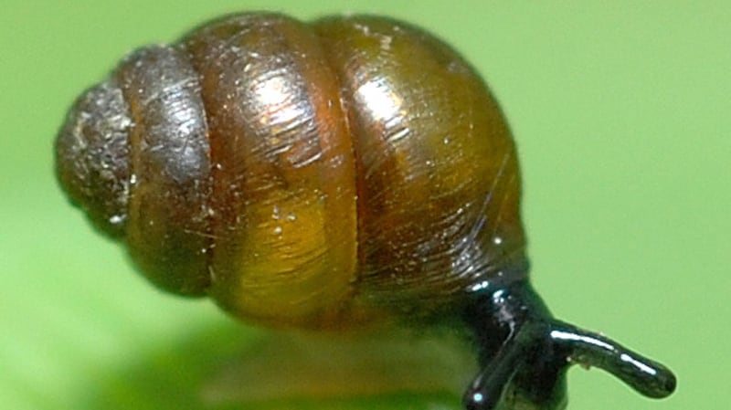 Vertigo angustior snail