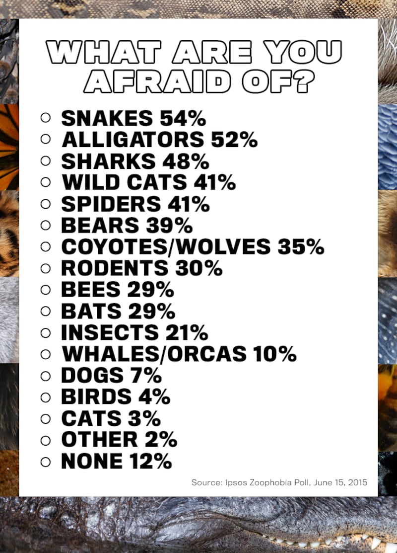 articles/2015/06/17/the-backyard-beasts-scarier-than-sharks/zoophobia_mbkyja