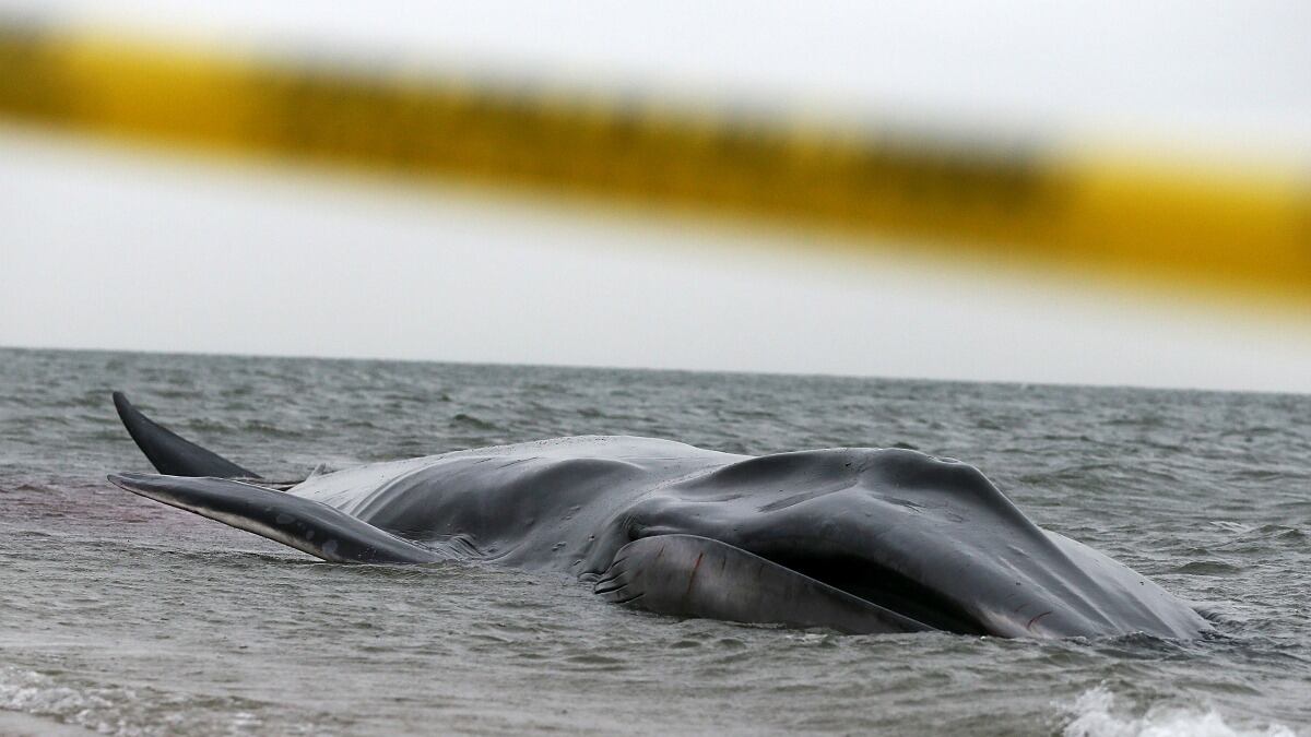 cheats/2012/12/27/whale-dead-on-queens-beach/beached-whale-cheat_pogxma