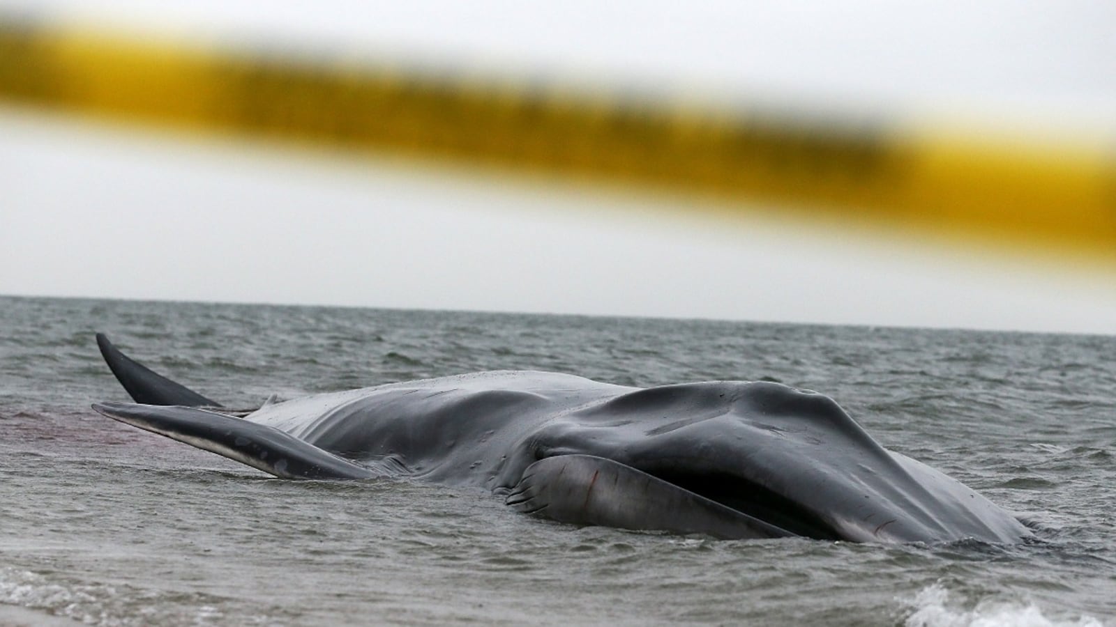 cheats/2012/12/27/whale-dead-on-queens-beach/beached-whale-cheat_pogxma