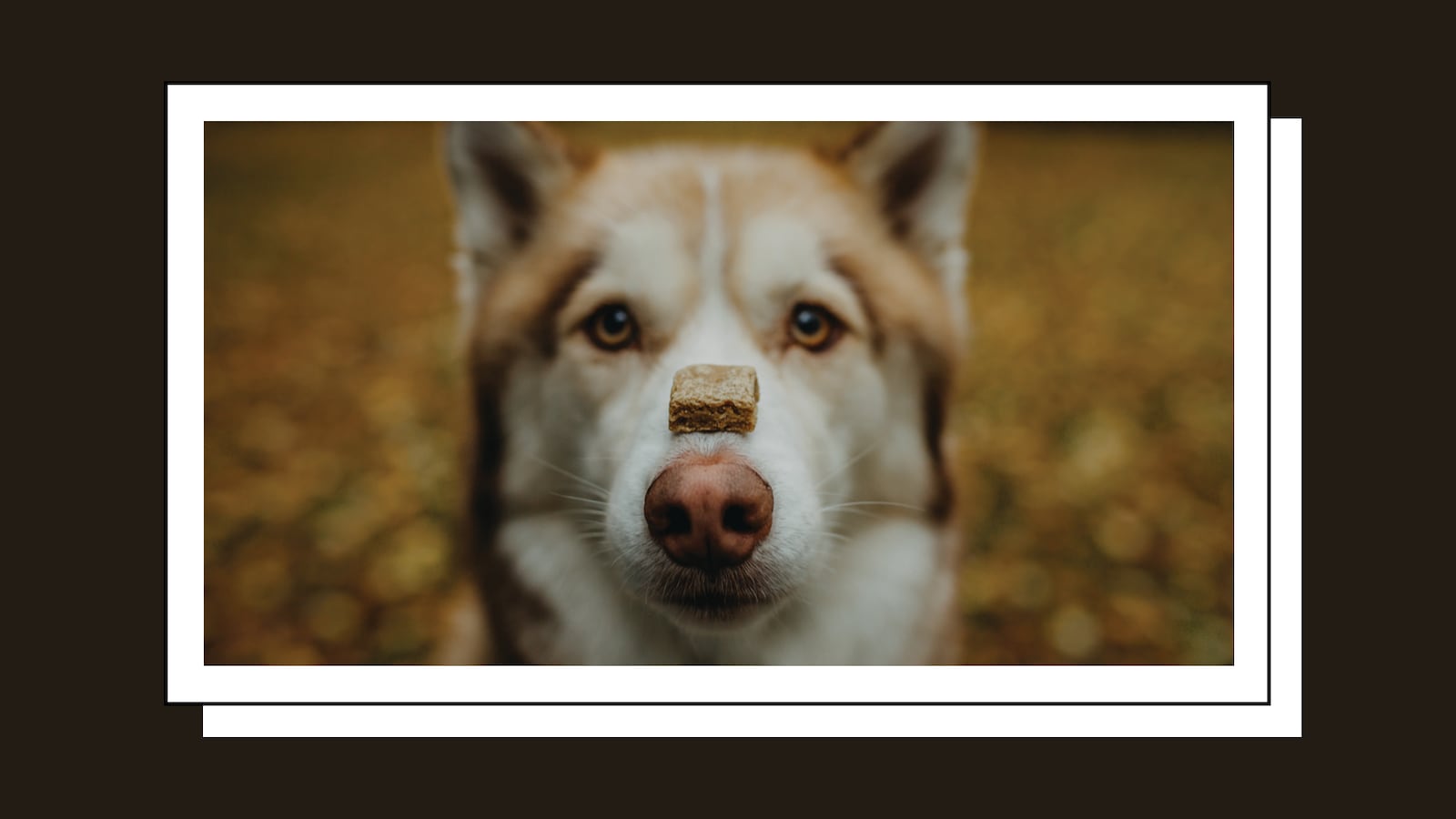 Pet-Releaf-Pepper-Bacon-CBD-Chews_hhr5hl