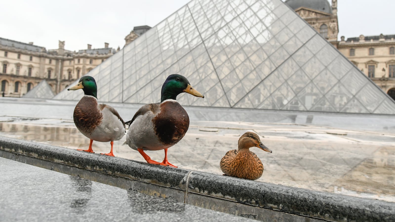 Ducks view in front of the pyramide du Louvres pushed by the cold and the flood out of the banks of the Seine Much of France, including Paris was on alert for snow and ice on February 5 as a cold front swept across the country. (Photo by Julien Mattia/NurPhoto via Getty Images)