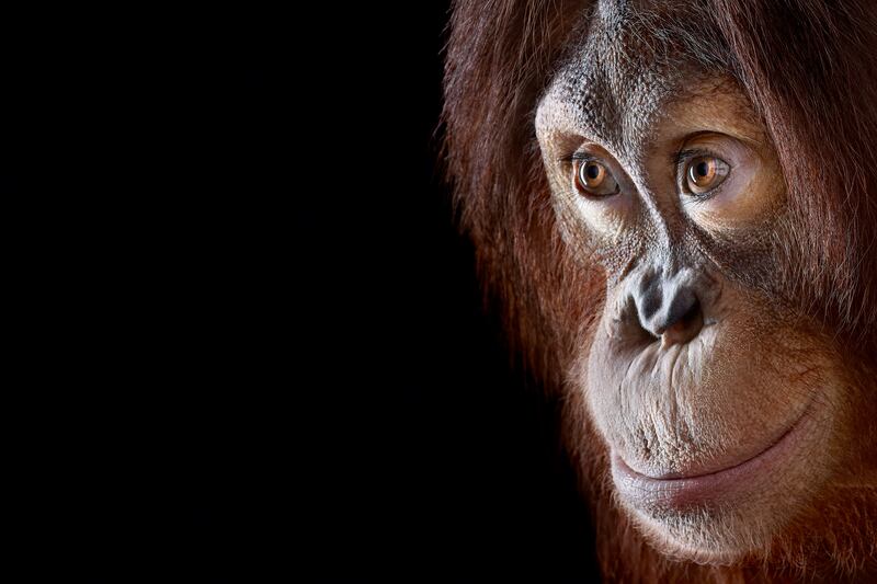 galleries/2014/08/09/when-wild-animals-pose-for-a-portrait-photos/140808-wild-orangutan_dndj25