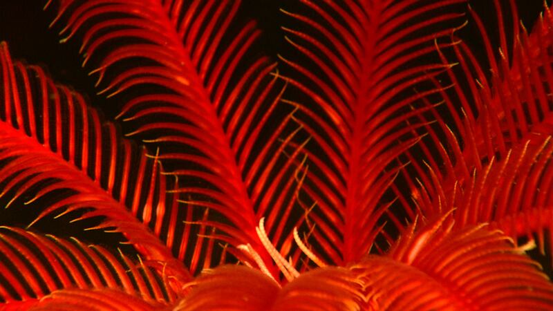 galleries/2010/08/26/cool-underwater-creatures/undewater-creatures-2_iigp06