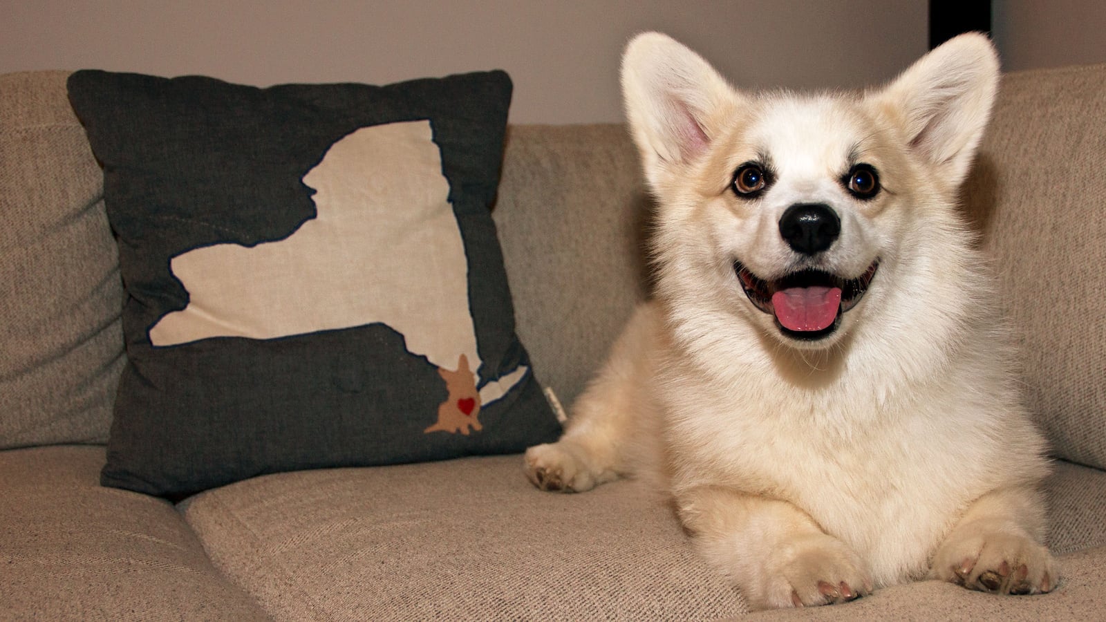 180310-piedra-insta-dogs-winston-1-hero_j44tr8