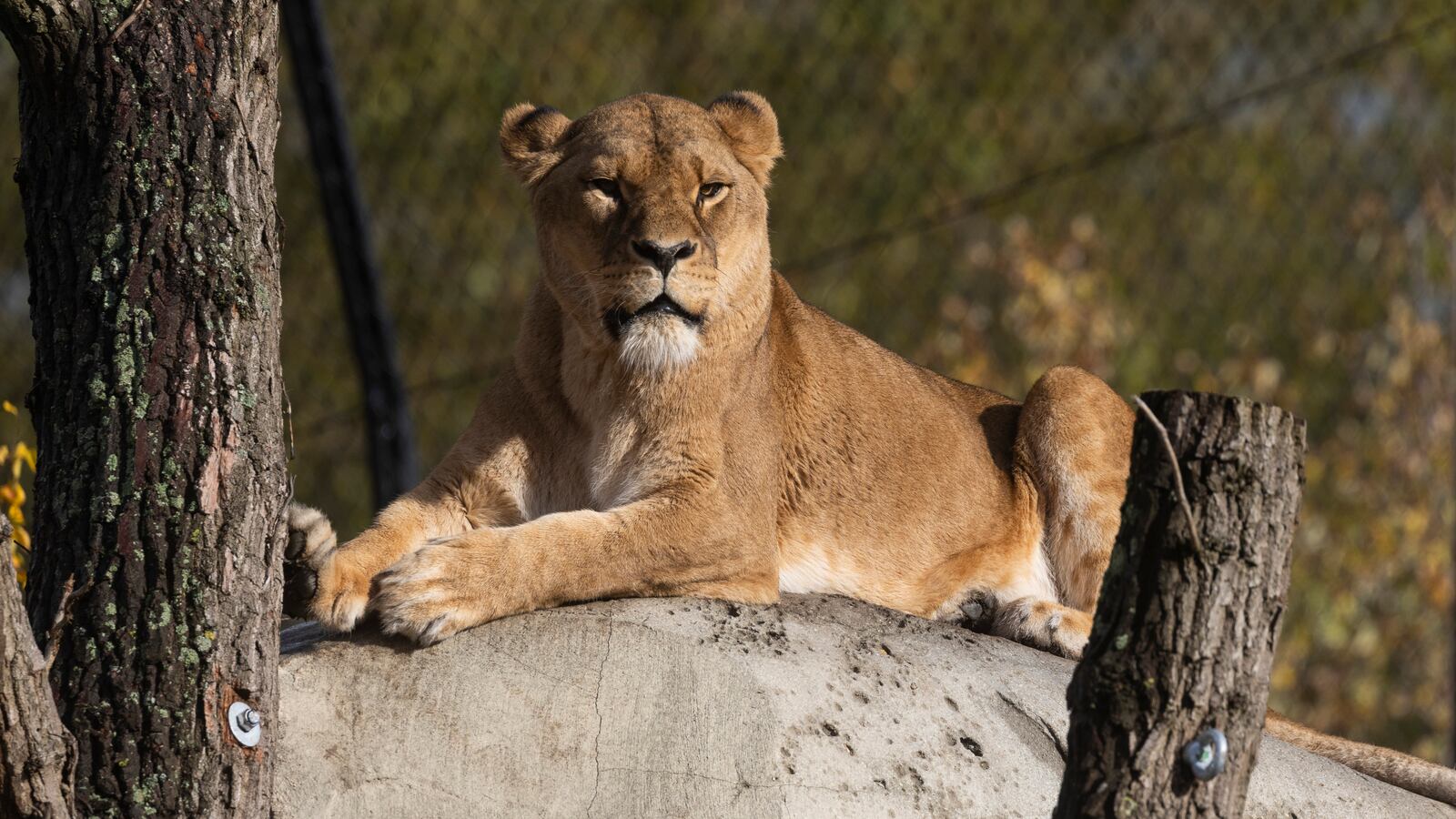 AMSTERDAM, NETHERLANDS - OCTOBER 31: A lioness lies in the new lion's enclosure at Artis Amsterdam Royal Zoo offering the cats a natural habitat inspired by the hilly landscape of the African savannah on October 31, 2023 in Amsterdam, Netherlands. The new enclosure at the zoo in Amsterdam for lions is said to be ten times bigger than the previous one and it aims to stimulate natural behavior. The animals are more physically challenged by climbing structures while they have sufficient choices to lie in the shade or sun, together or separate. (Photo by Michel Porro/Getty Images)