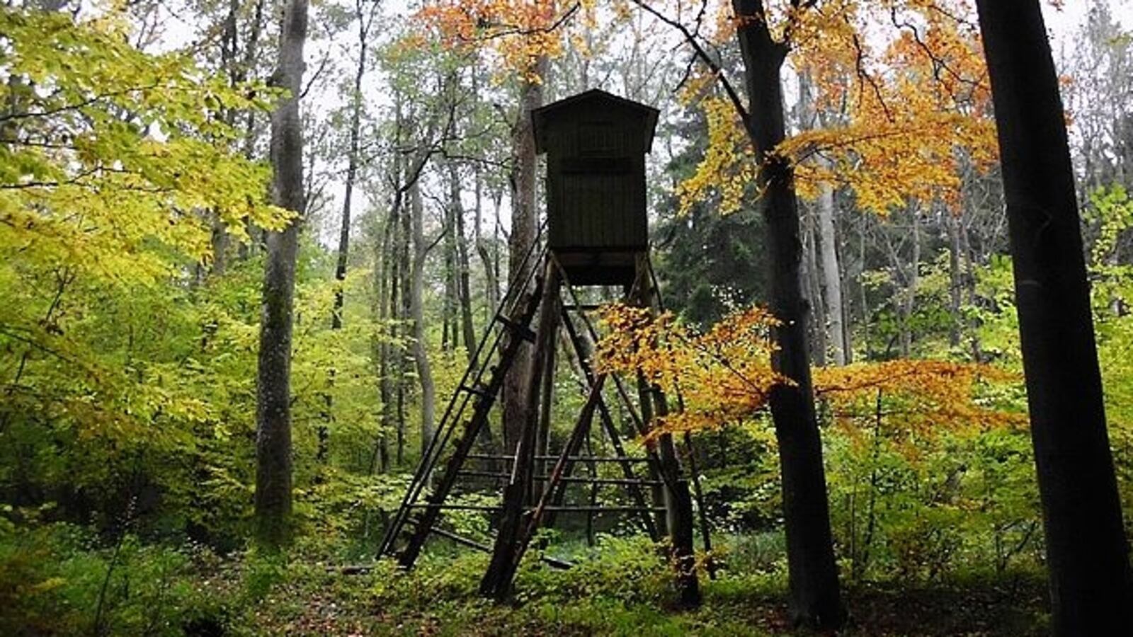 Shooting stand in a German forest