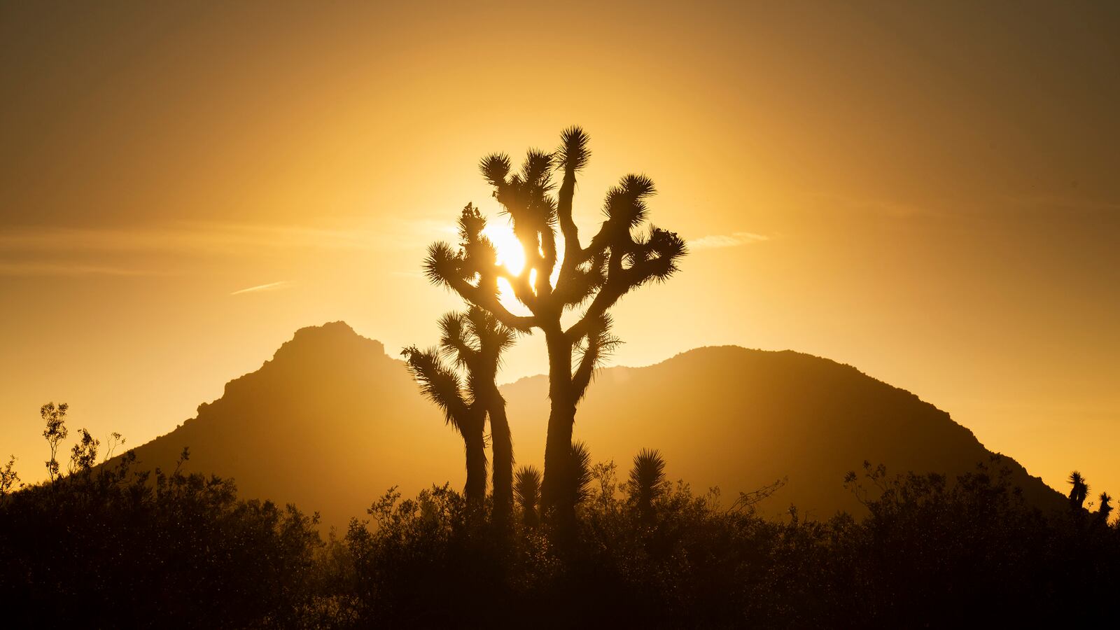 210607-nelson-dessert-tease_tk8knm