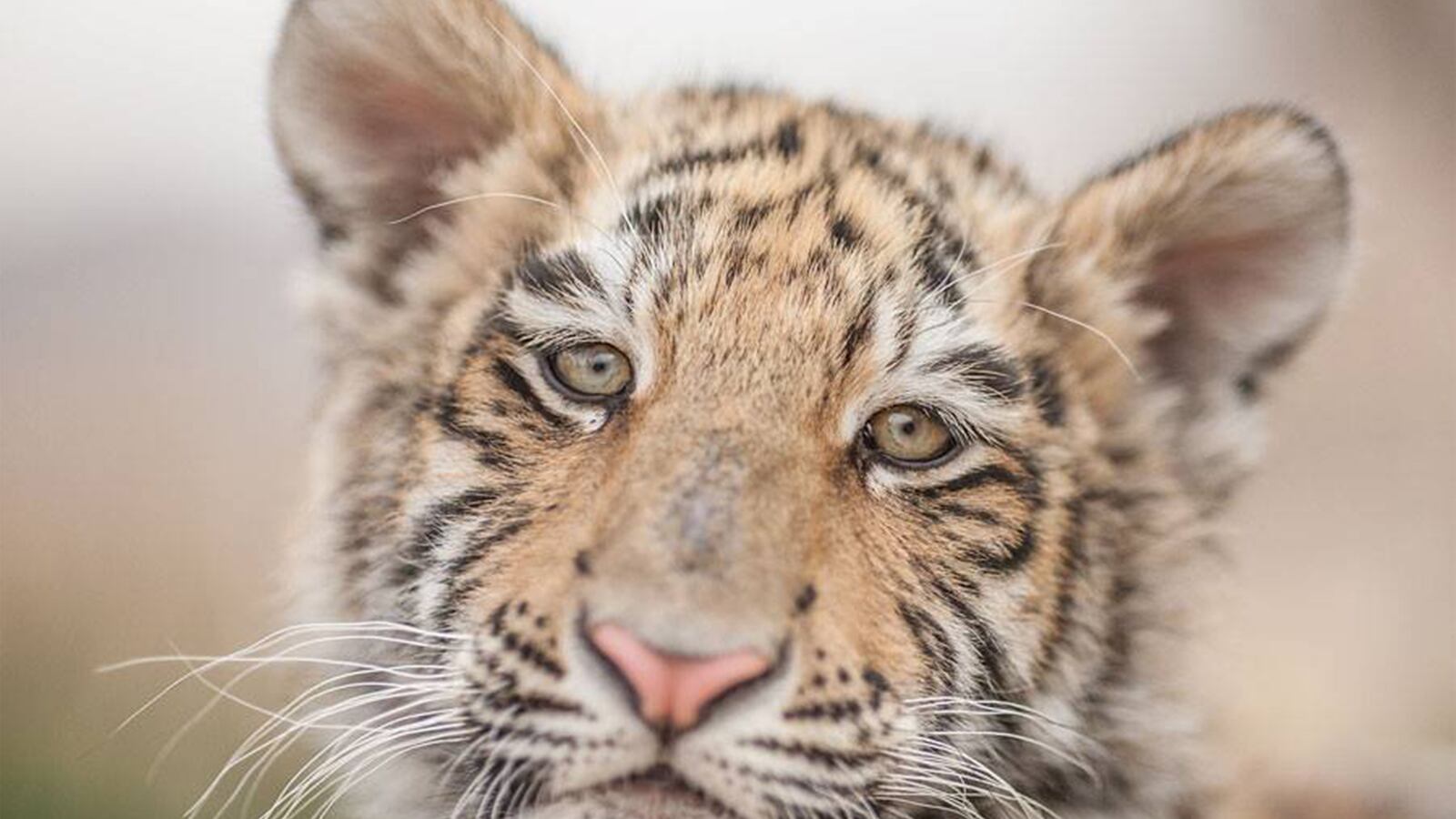 articles/2015/06/11/the-vet-accidentally-killed-my-pet-tigers/150609-strochlic-tiger-saga-tease_ugownh