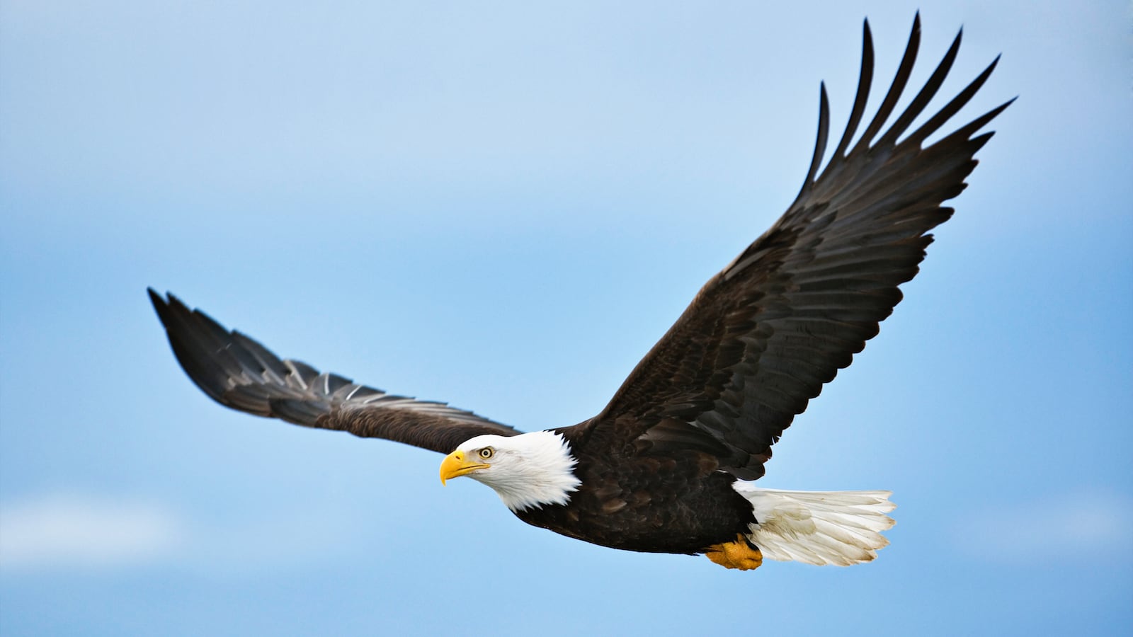 220312-Davis-National-Bird-tease_mhostb