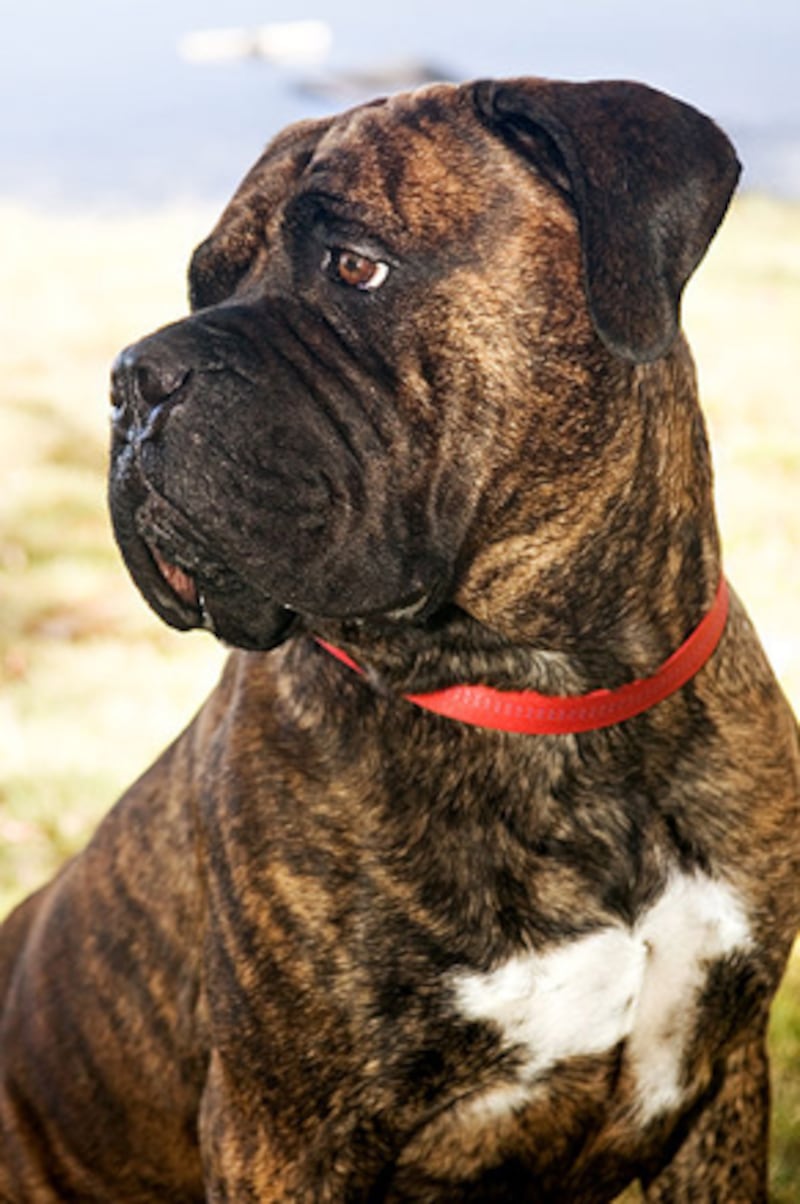 galleries/2010/10/29/dangerous-dogs/dangerous-dogs---bull-mastiff_afflnd