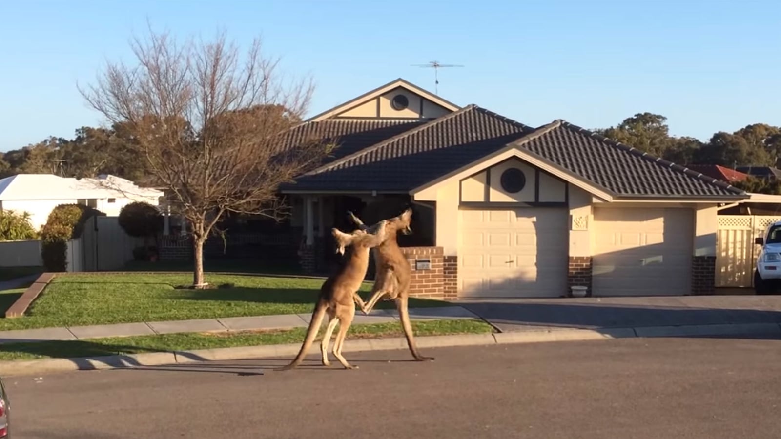 articles/2014/10/07/viral-video-of-the-day-suburban-kangaroo-street-fight/141007-viralvid-kangaroo-tease_ygwin7