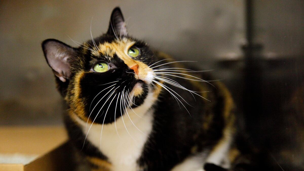 cheats/2011/09/15/cat-lost-in-colorado-found-in-manhattan/willow-missing-cat-found-cross-country-cheat_ub4xkj