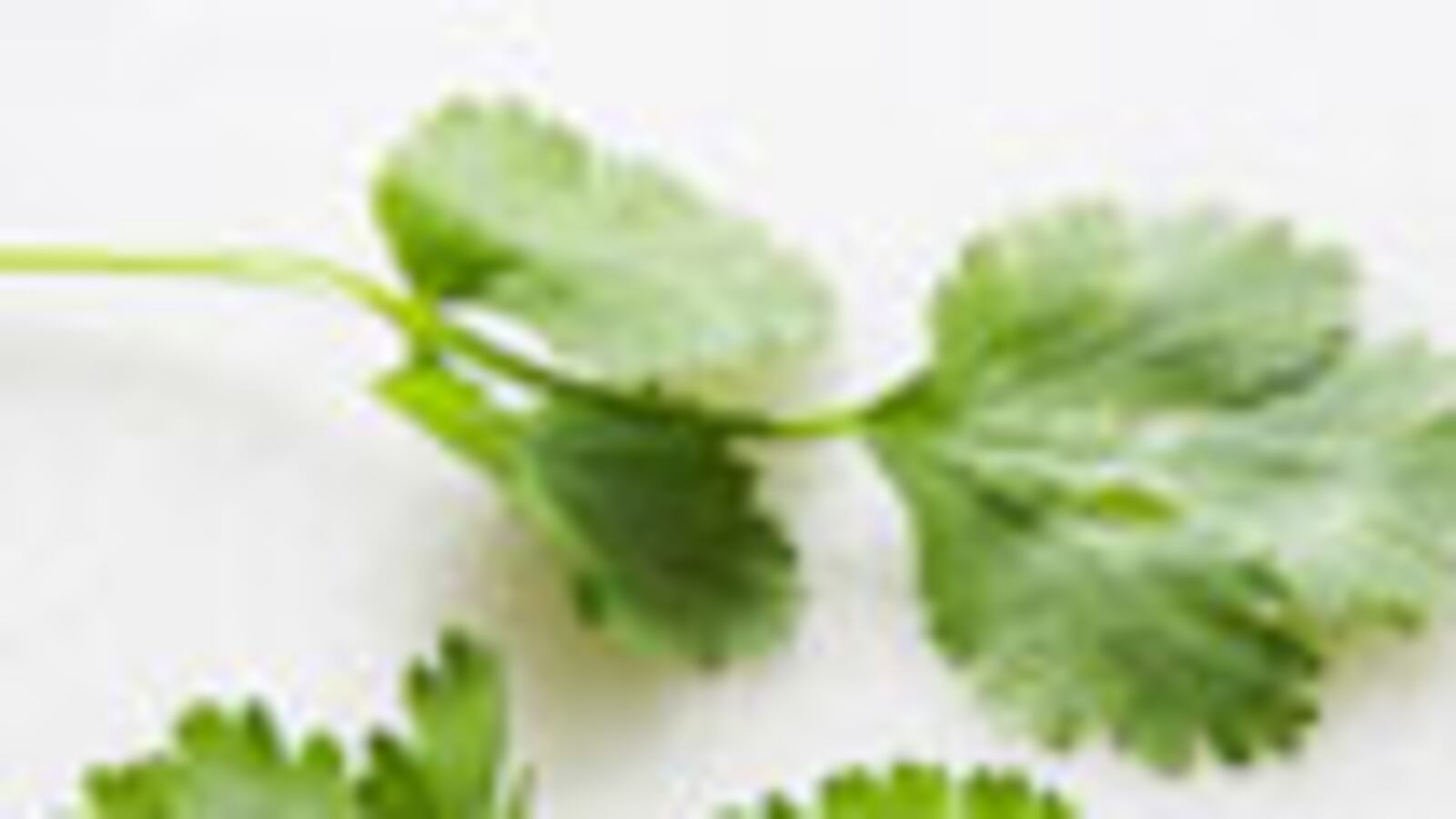 articles/2009/10/27/what-to-eat-indian-dinner/what-to-eat---chicken-samosas-with-cilantro-yogurt-dip_dqojbd