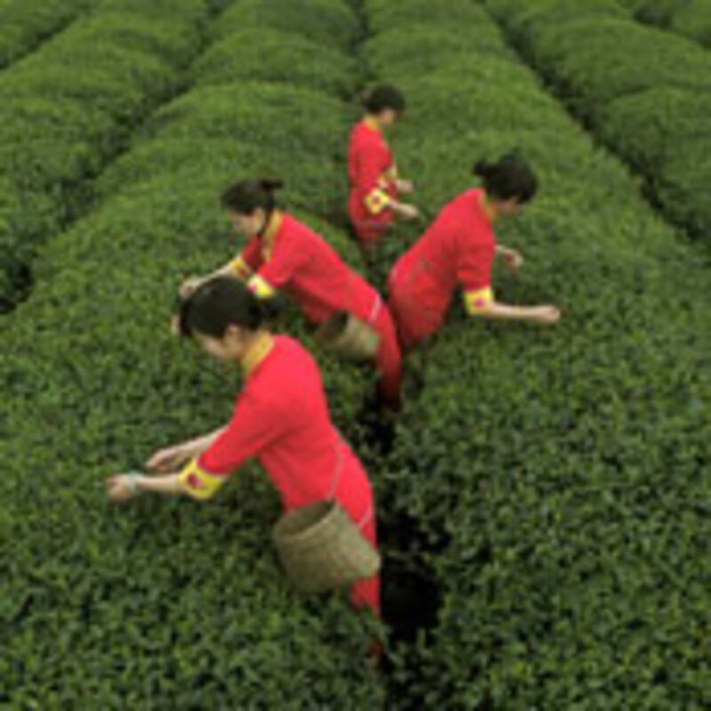 articles/2010/06/16/chinese-women-suicide-and-killer-pesticides/shank-chinese-women_104583_fwxfrr
