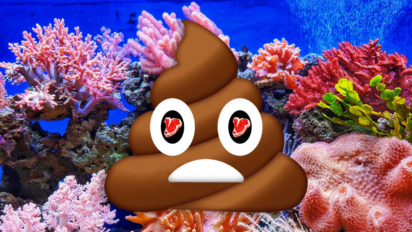 211110-Tayag-Poop-Meat-Eaters-Coral-Reefs-tease_y3x49o