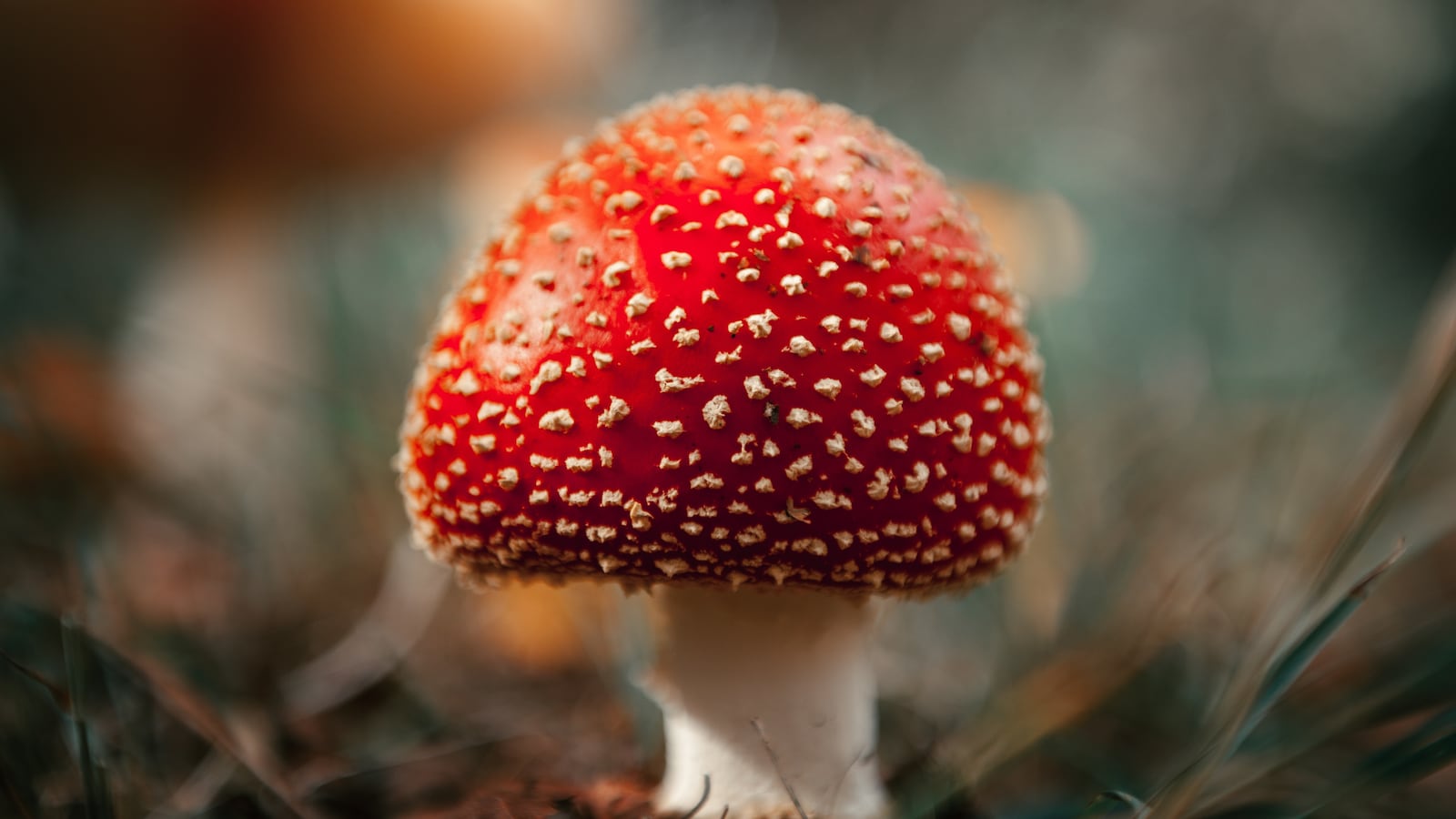 dylan-leagh-GVwhDiGSeTQ-unsplash_mkigct