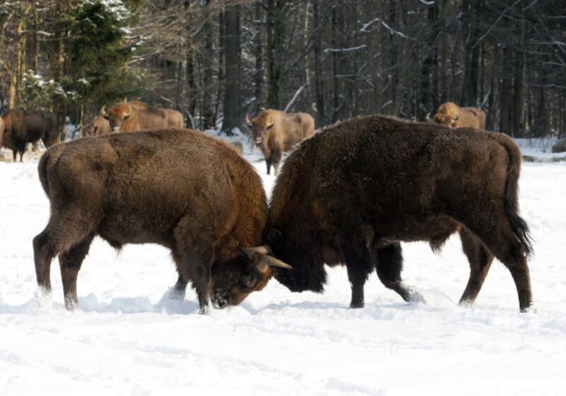 galleries/2009/12/14/the-year-in-bows/bows---bison_lsbq9k