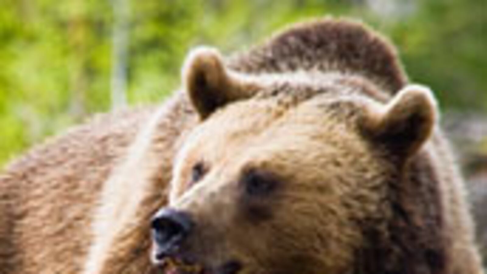 cheats/2011/02/18/first-glimpse-at-hibernating-bears/hibernating-bears_lpygp3