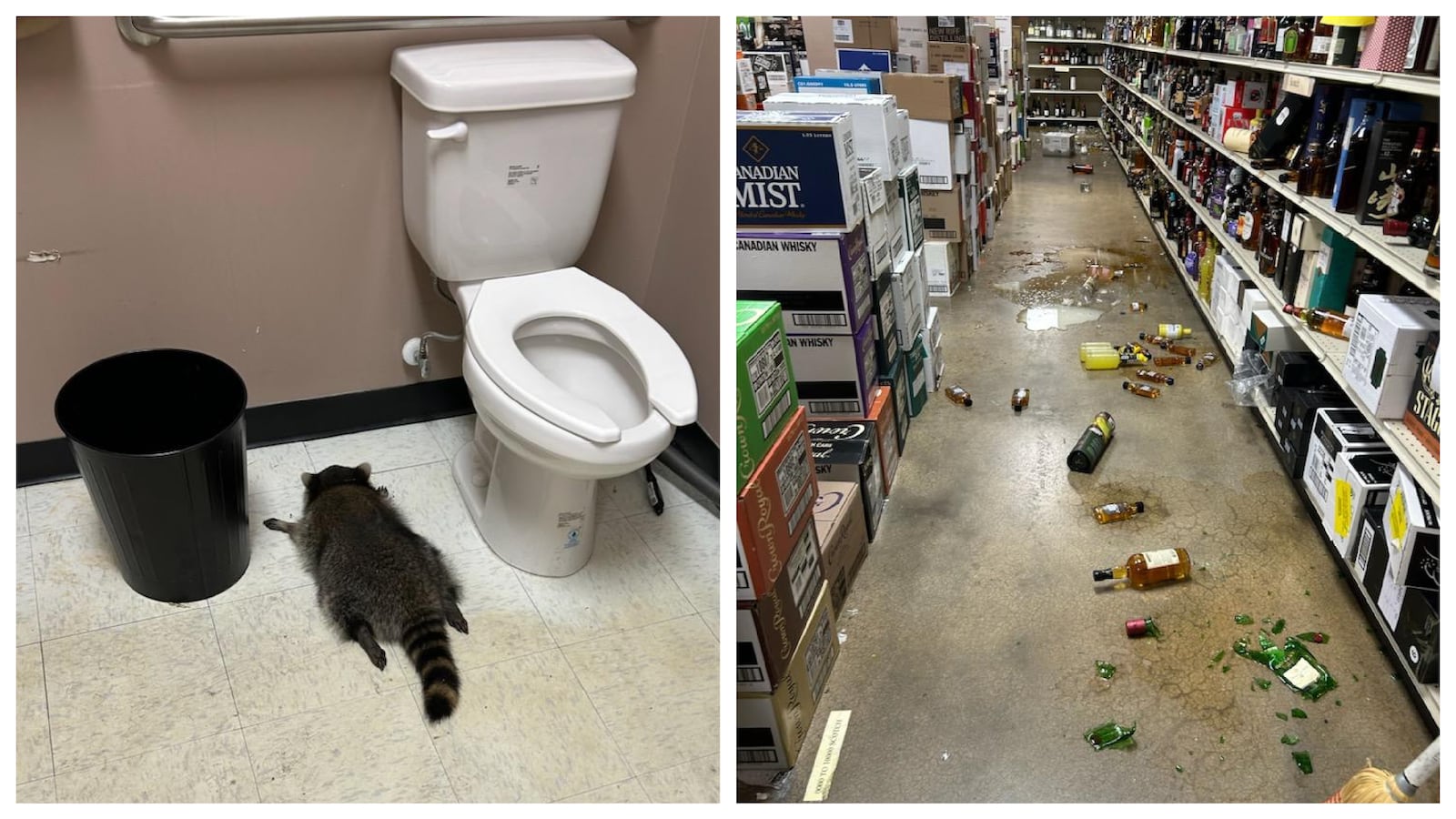 Hanover County Animal Protection and Shelter