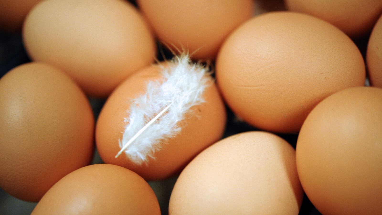 cheats/2015/06/08/us-to-import-european-eggs-over-bird-flu/chickenless-eggs-cheat_jwutwd