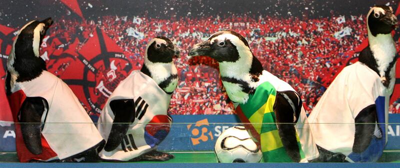 galleries/2011/10/24/best-dressed-penguins/best-dressed-penguins-4_koirkh