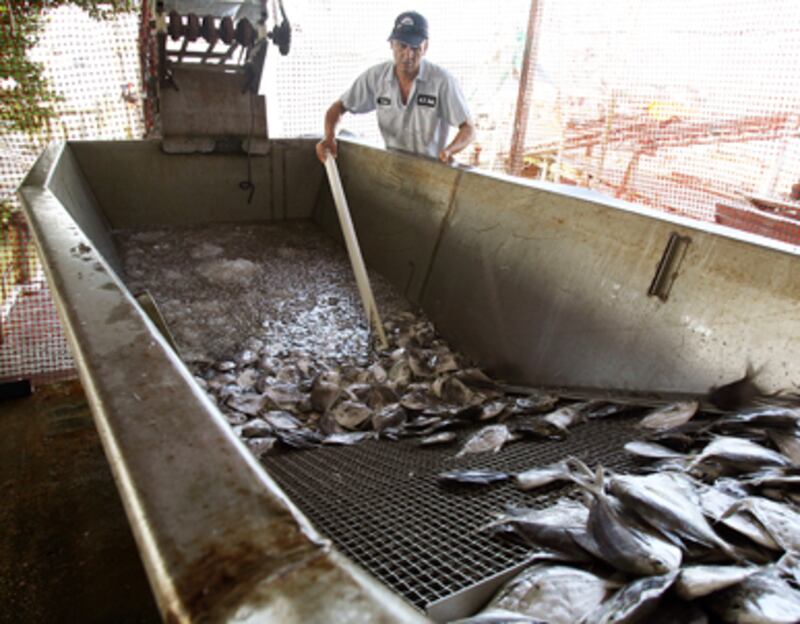 articles/2011/04/18/bp-oil-spill-anniversary-the-gulf-of-mexicos-seafood-rebirth-one-year-later/outzen-gulf-fishermen_174092_azegau