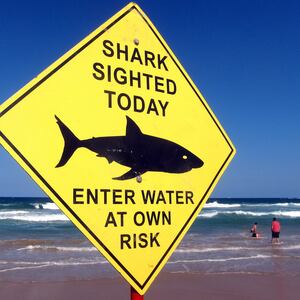 Swimmers walk into the surf next to a sign declaring a shark sighting on Sydney's Manly Beach, Australia,