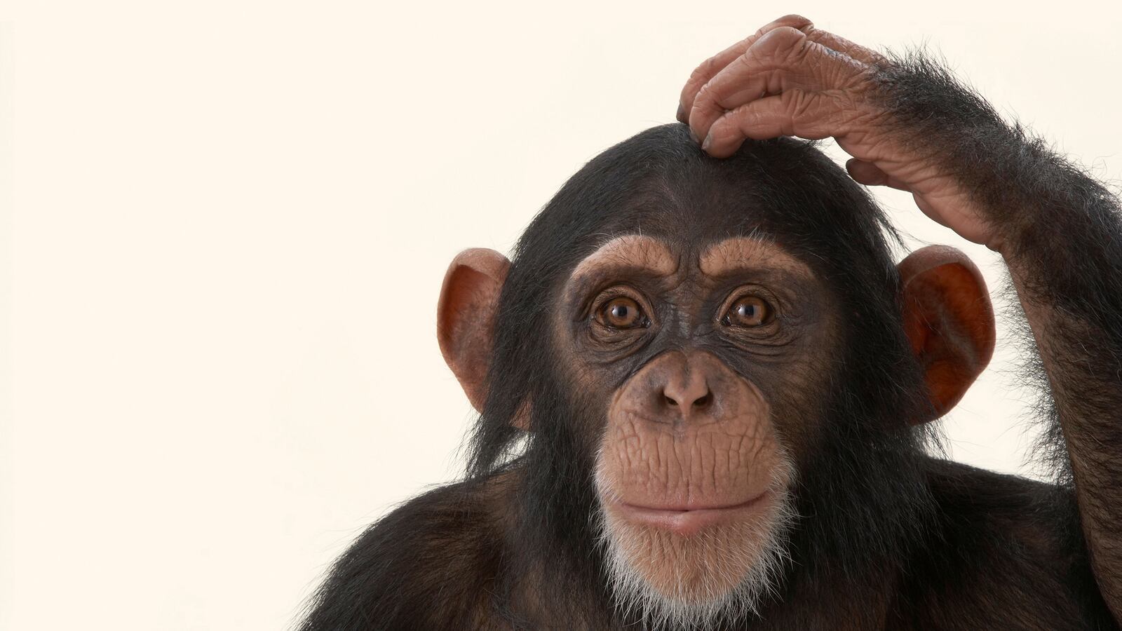articles/2015/04/27/can-you-take-a-chimp-to-court/150426-spevack-animal-rights-tease_pm6qo6
