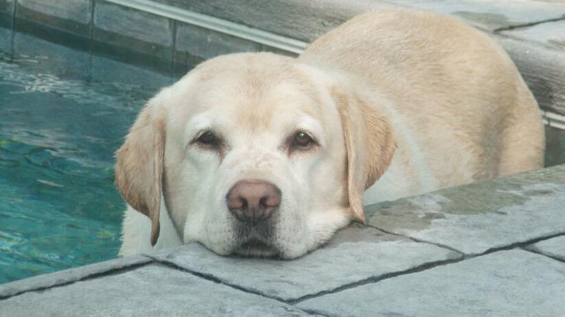 articles/2012/10/01/rip-cobber/cobber_o7mtcb