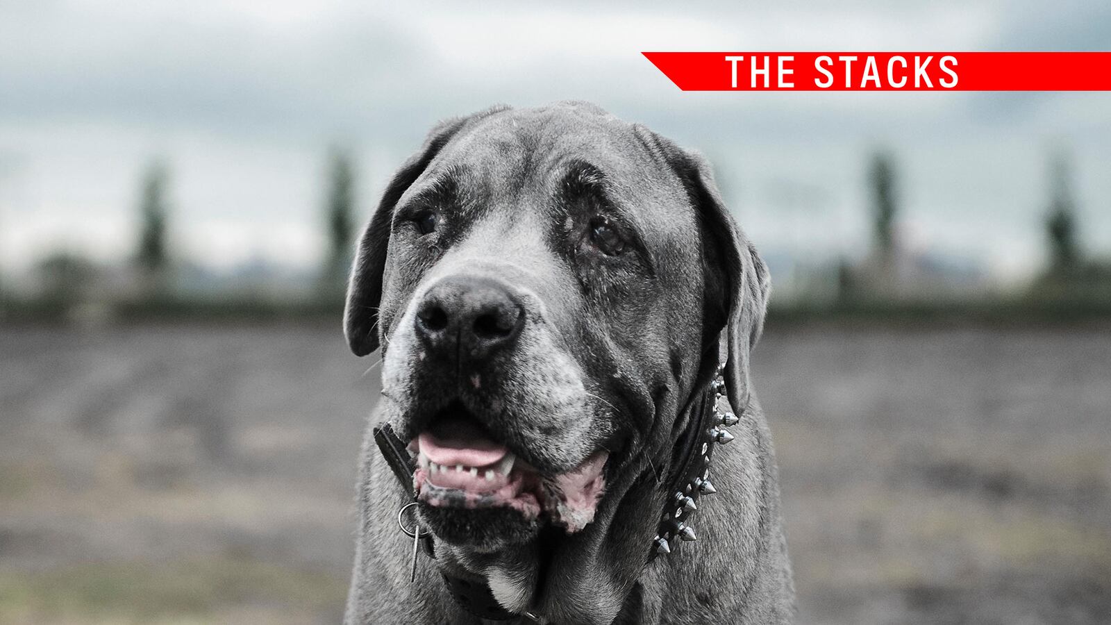 articles/2014/09/20/the-stacks-pete-dexter-on-what-it-s-like-to-lose-the-knack-of-having-fun/140919-stacks-dexter-tease_mtonj1