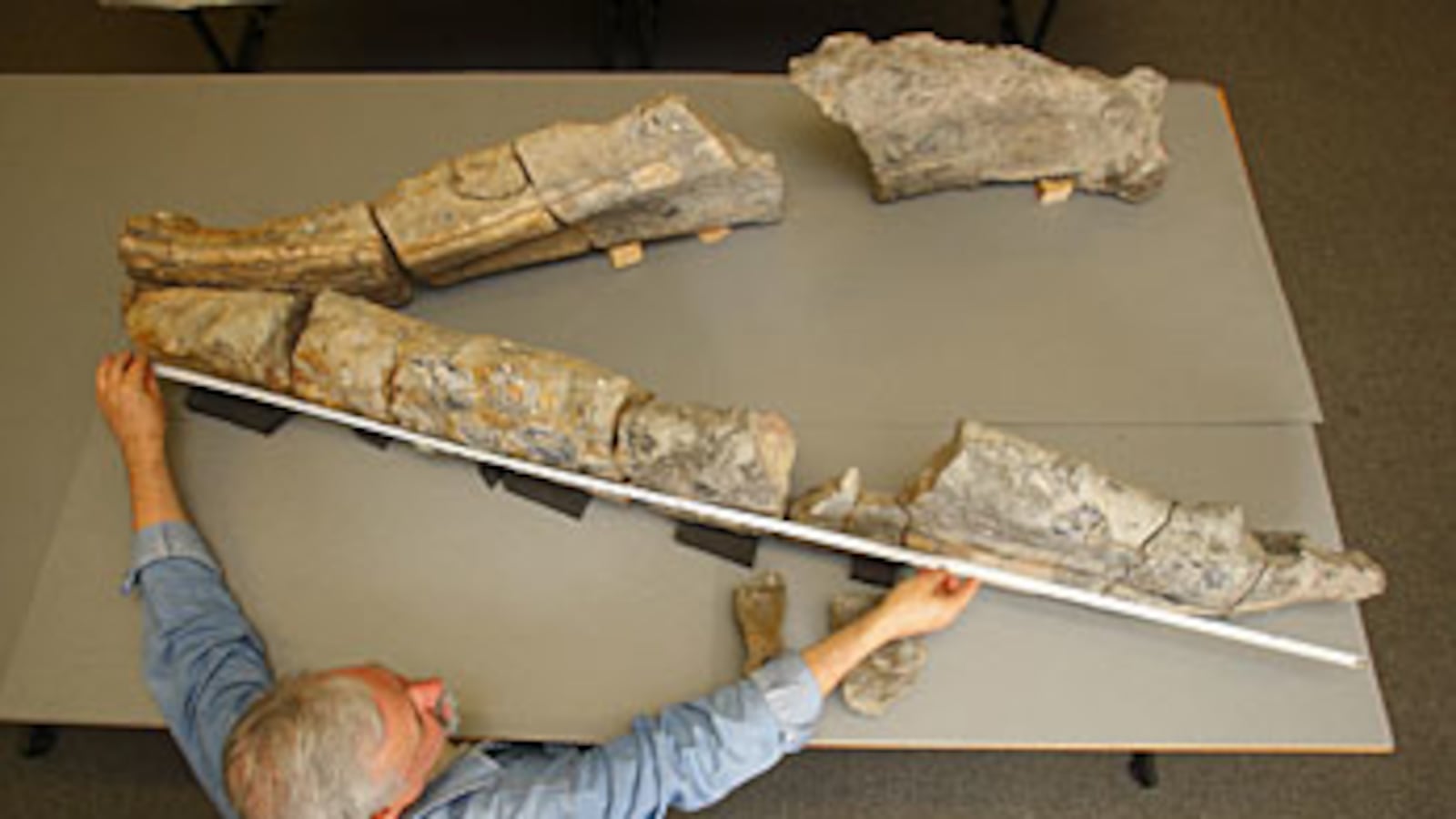 cheats/2009/10/27/skull-of-giant-sea-monster-discovered/pliosaur-fossil_baweft