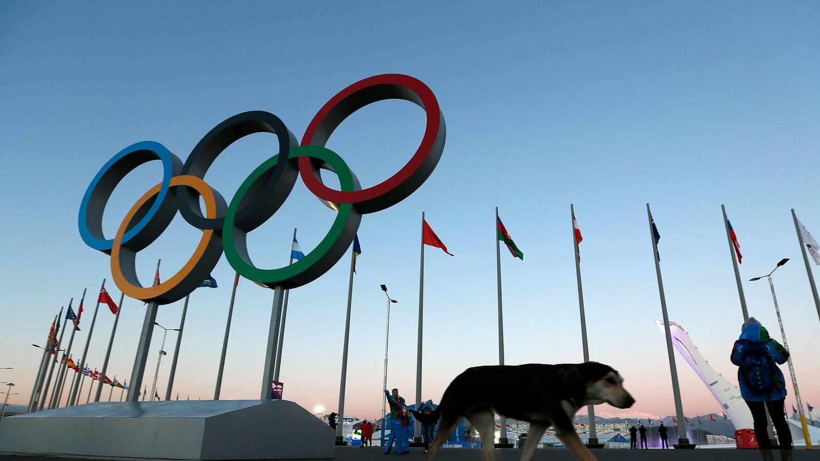 cheats/2014/02/03/stray-dogs-killed-in-sochi-prep/140203-killing-dogs-cheat_isyzn0