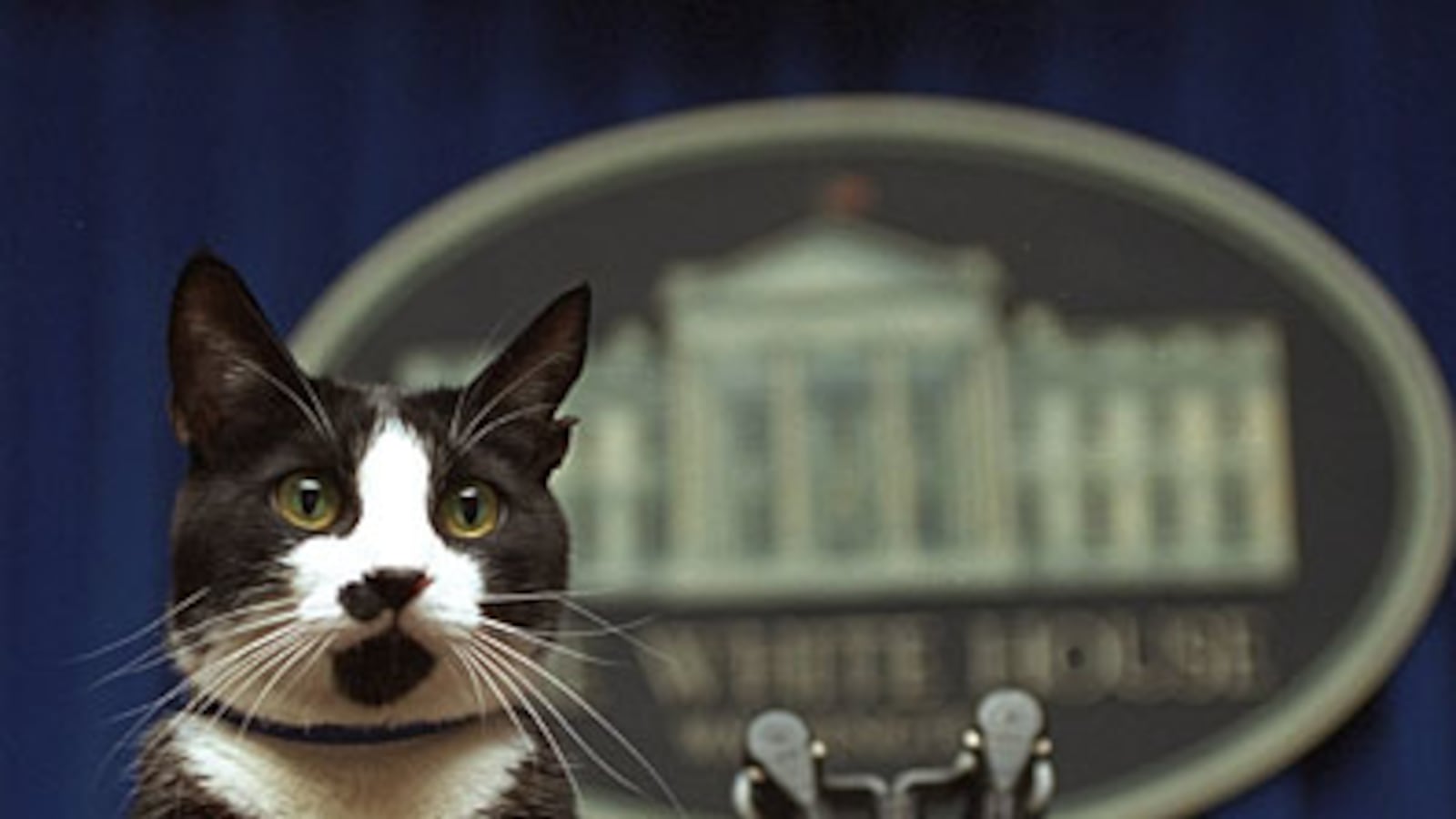 cheats/2009/02/21/socks-clinton-dies/clinton-socks-the-cat-dies_dvoro2