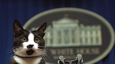 cheats/2009/02/21/socks-clinton-dies/clinton-socks-the-cat-dies_dvoro2