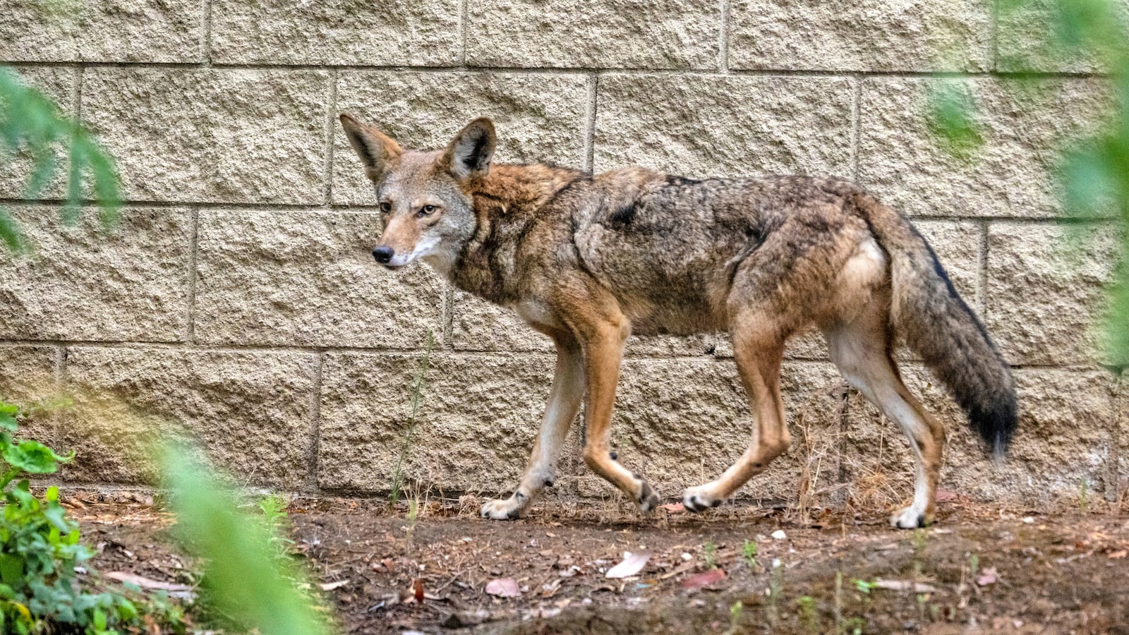 A coyote walks along a wall and behind various bushes that separate homes from The Tracks at Brea Trail in Brea early on Saturday morning, September 21, 2024.